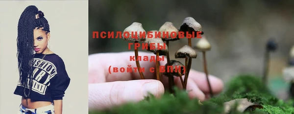 стаф Каменка